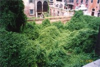 Palazzo Cappello, il giardino. Particolare delle siepi e delle piante infestanti che ormai si intrecciavano occupando tutta l'area